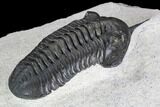 Morocconites Trilobite Fossil - Morocco #108493-4